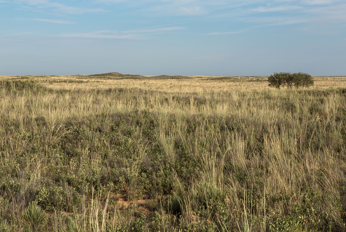 How grasslands in Texas and beyond can help fight climate change The